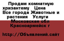 Продам комнатную хризантему › Цена ­ 250 - Все города Животные и растения » Услуги   . Московская обл.,Красноармейск г.